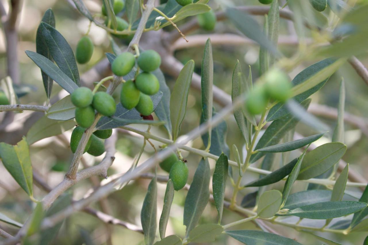 Tourist Farm With Apartments Fig Tree Dekani Εξωτερικό φωτογραφία